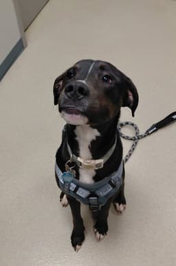 Otis image 3