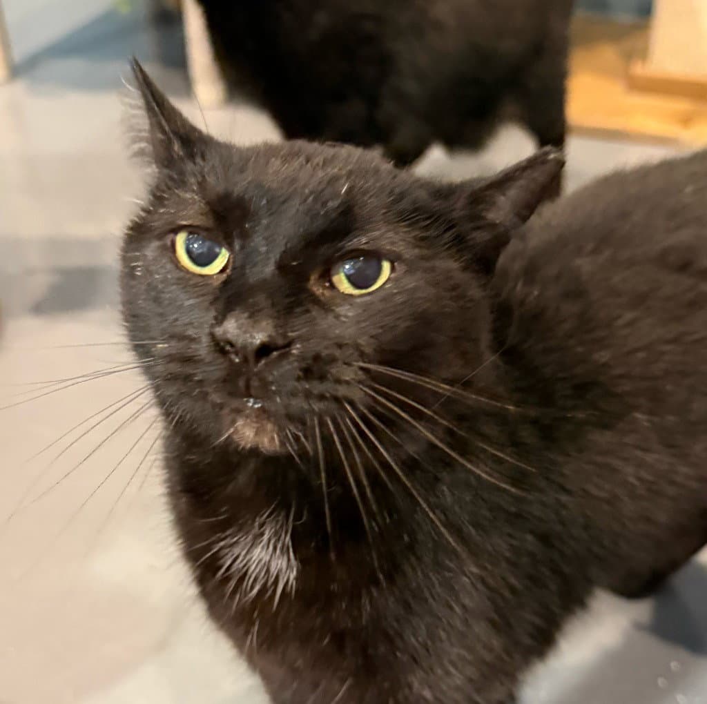 Inky Was Emily - Domestic Short Hair