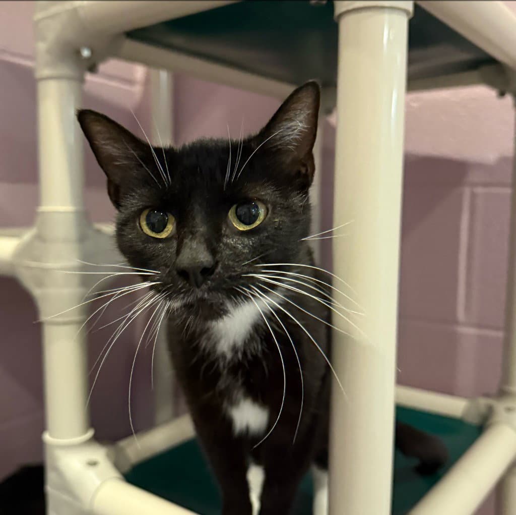 Mariposa - Domestic Short Hair