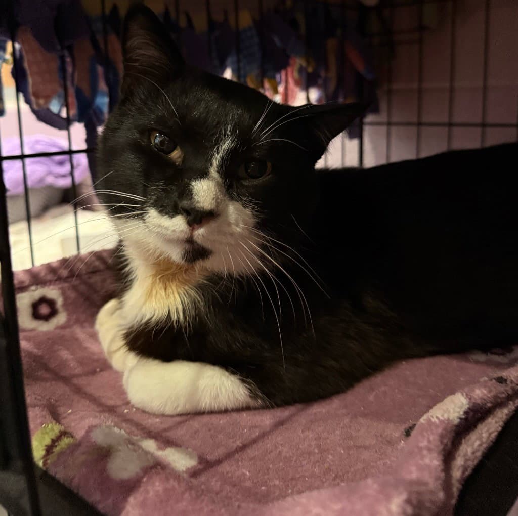 Antonio - Domestic Short Hair