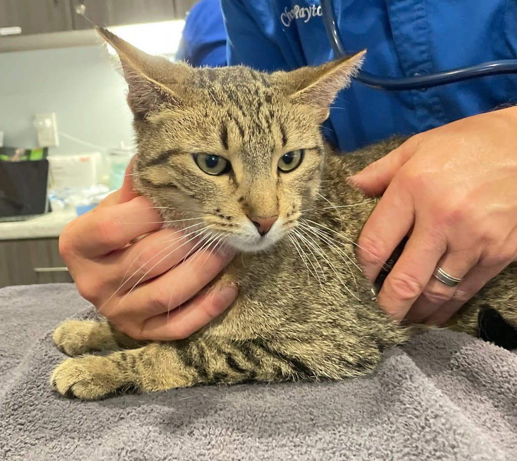 Chai In Foster - Domestic Short Hair