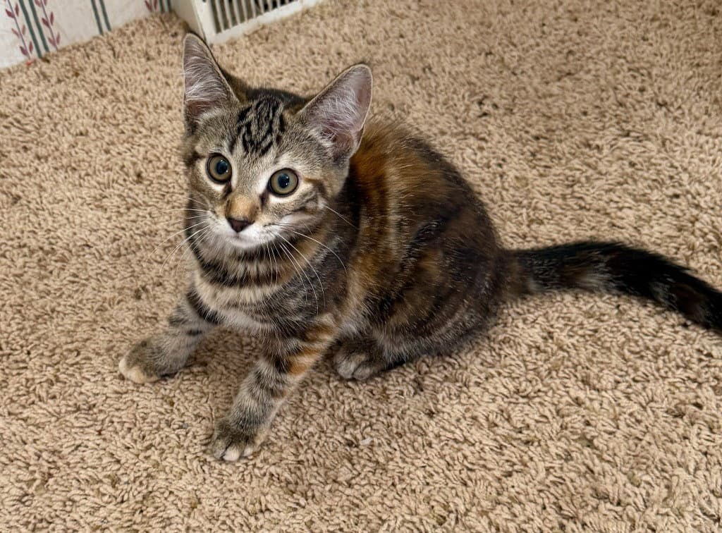 Margo In Foster - Domestic Short Hair