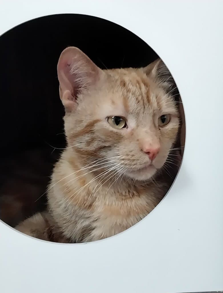 Nado  In Foster - Domestic Short Hair