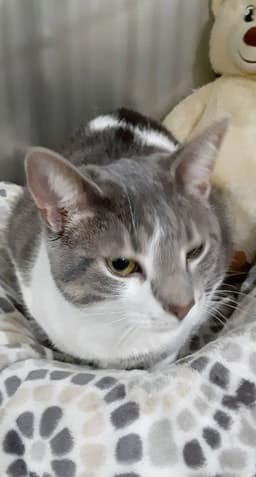 Max  In Foster image 2