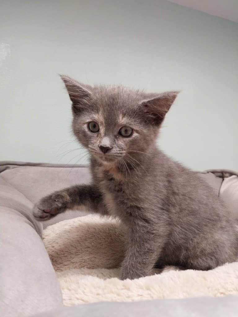 Honeycomb  In Foster - Domestic Short Hair