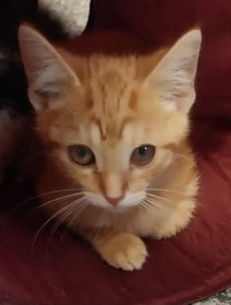 Sherbert  In Foster image 1