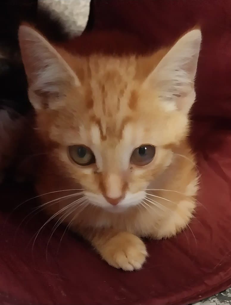 Sherbert  In Foster - Domestic Short Hair