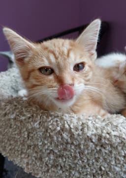 Sherbert  In Foster image 2