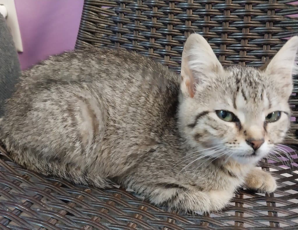 Sprinkle  In Foster - Domestic Short Hair