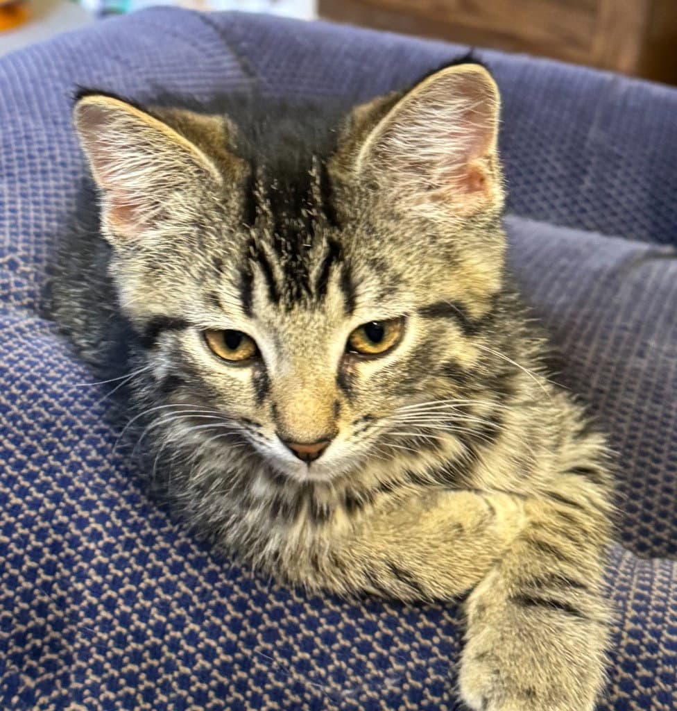 Ridge In Foster - Domestic Short Hair