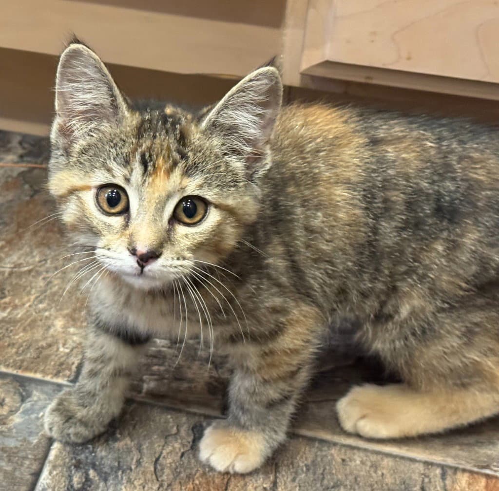 Cherry In Foster - Domestic Short Hair