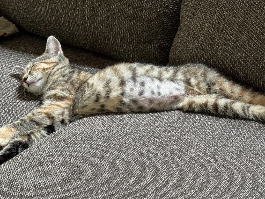 Cherry In Foster - Domestic Short Hair