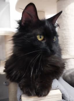 Roxanne In Foster image 1