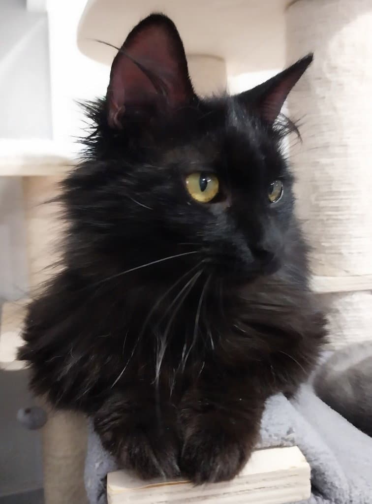 Roxanne In Foster - Domestic Medium Hair