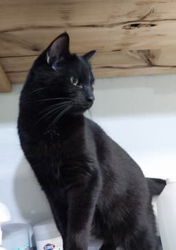 Hector Hobbes  In Foster image 1