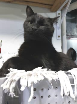 Hector Hobbes  In Foster image 3