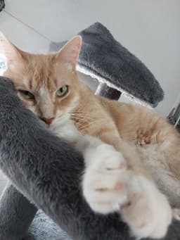 Tuggles image 1