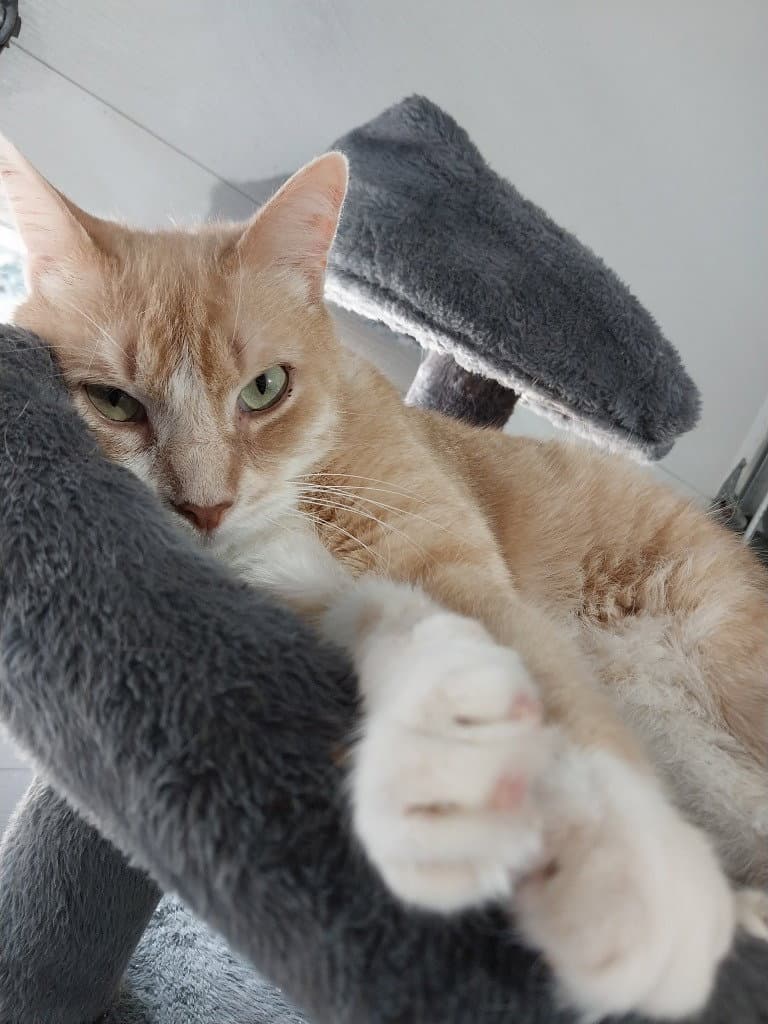 Tuggles - Domestic Short Hair