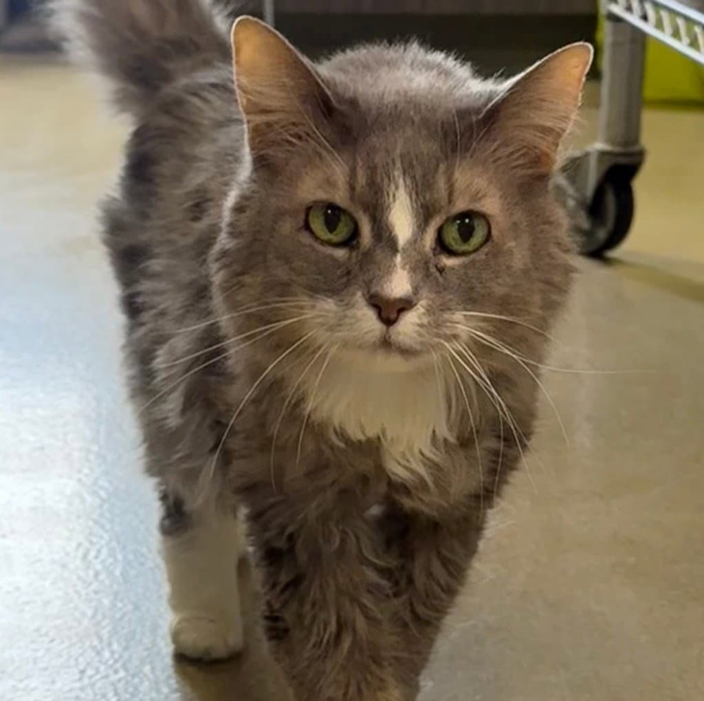 Gypsy - Maine Coon