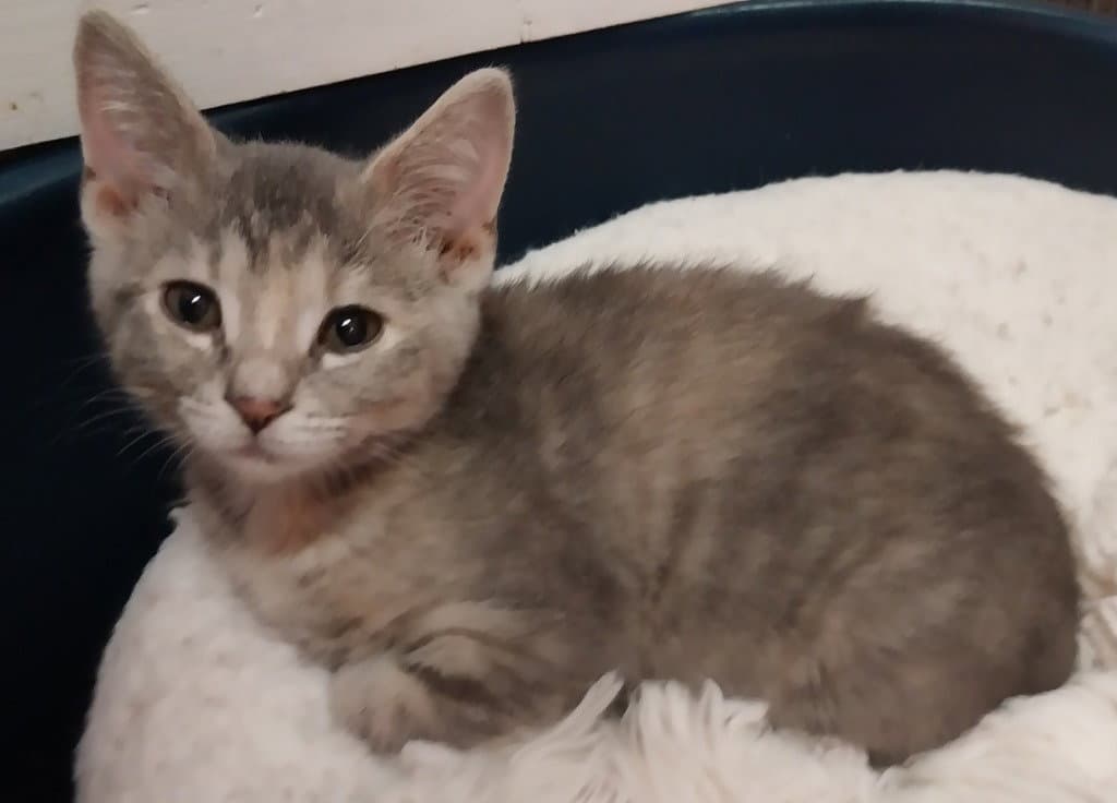 Jaxson - Domestic Short Hair