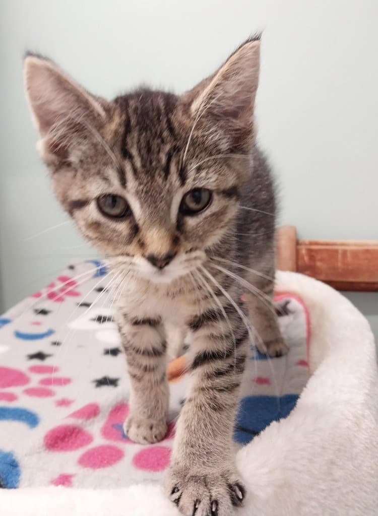 Baubles In Foster - Domestic Short Hair