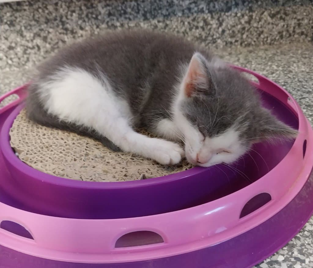 Luna  In Foster - Domestic Short Hair