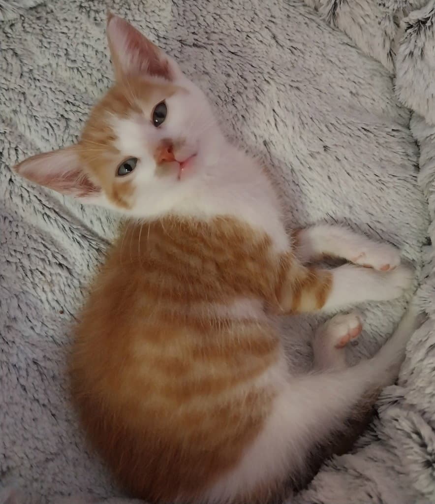 Lunar  In Foster - Domestic Short Hair