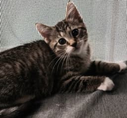Cord  In Foster image 1