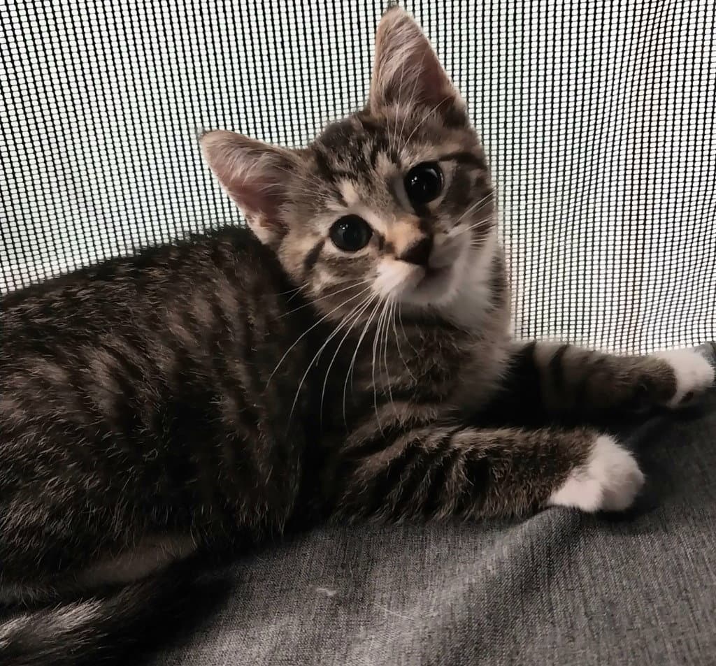Cord  In Foster - Domestic Short Hair