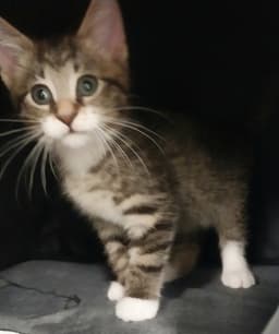 Cord  In Foster image 3