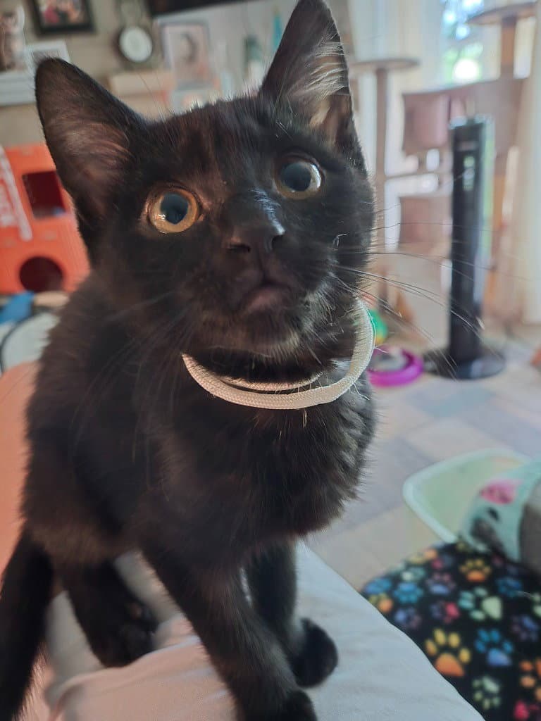 Chilli - Domestic Short Hair