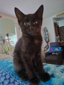 Bandit image 1