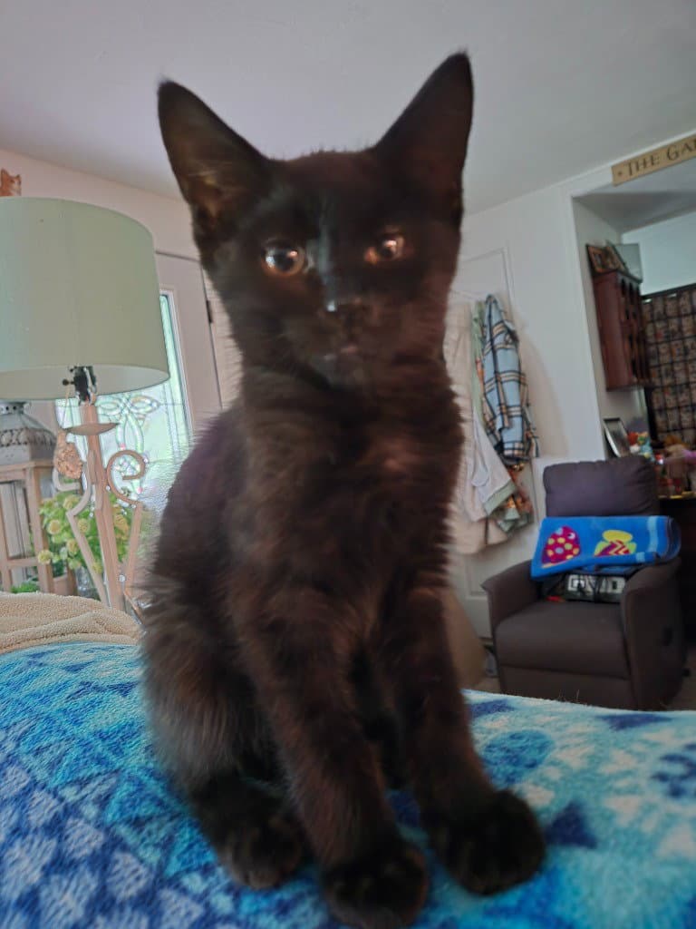 Bandit - Domestic Short Hair