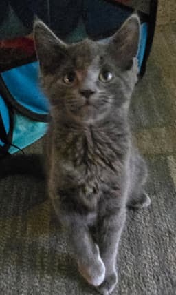 Bluey image 1