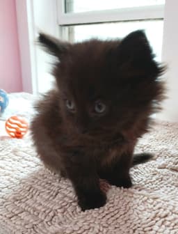Delta  In Foster image 1