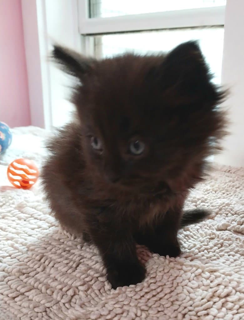 Delta  In Foster - Domestic Long Hair