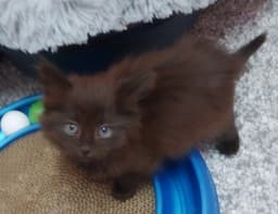Delta  In Foster image 3