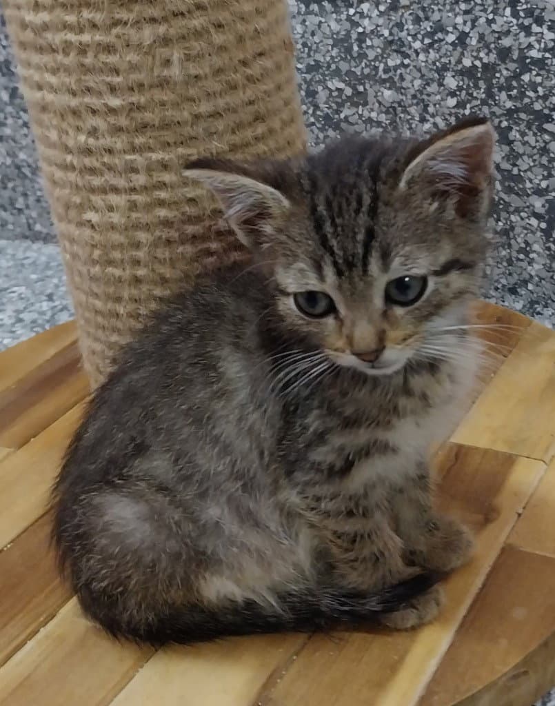 Dusk  In Foster - Domestic Short Hair