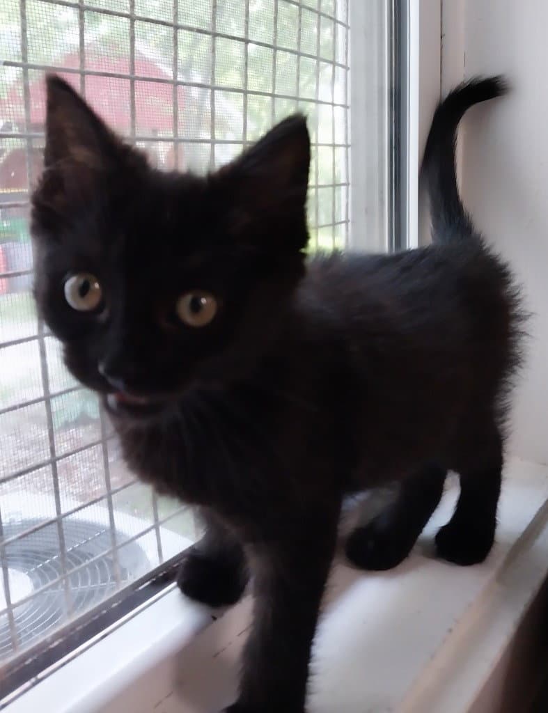 Gentle Rain  In Foster - Domestic Short Hair