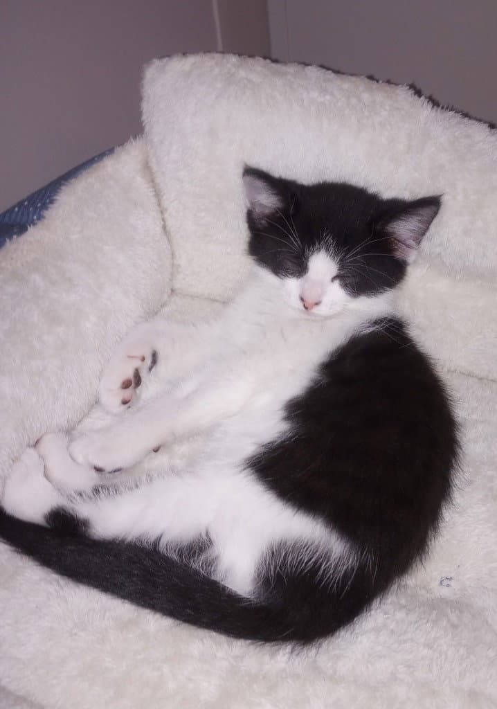 Braveheart  In Foster - Domestic Short Hair