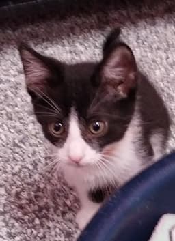 Eloise  In Foster image 3
