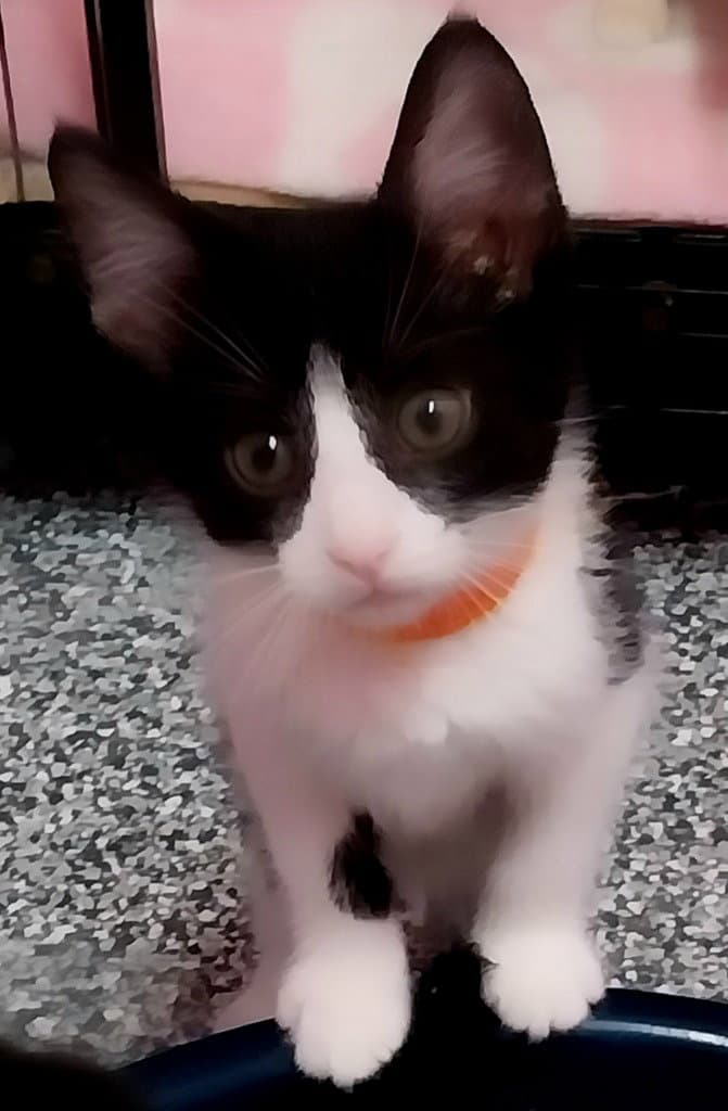 Elegant  In Foster - Domestic Short Hair