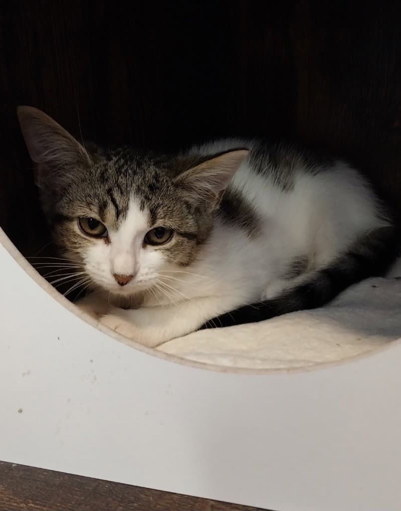 Elegant  In Foster - Domestic Short Hair
