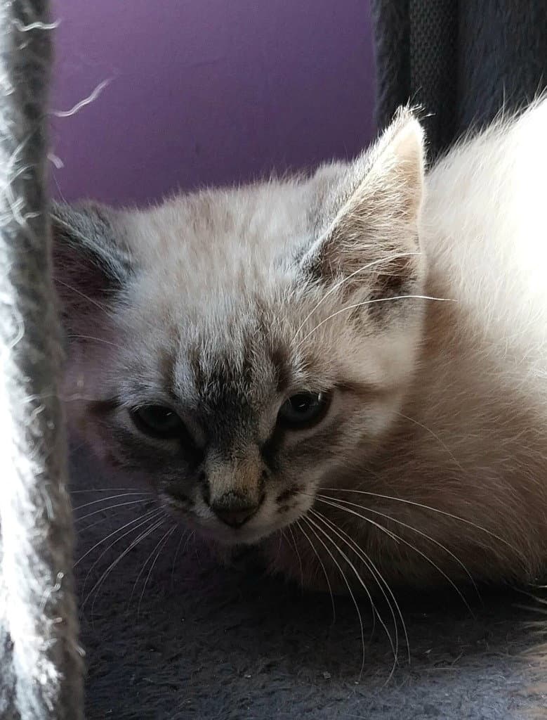 Elliott  In Foster - Siamese