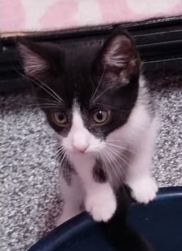 Merlin  In Foster image 1