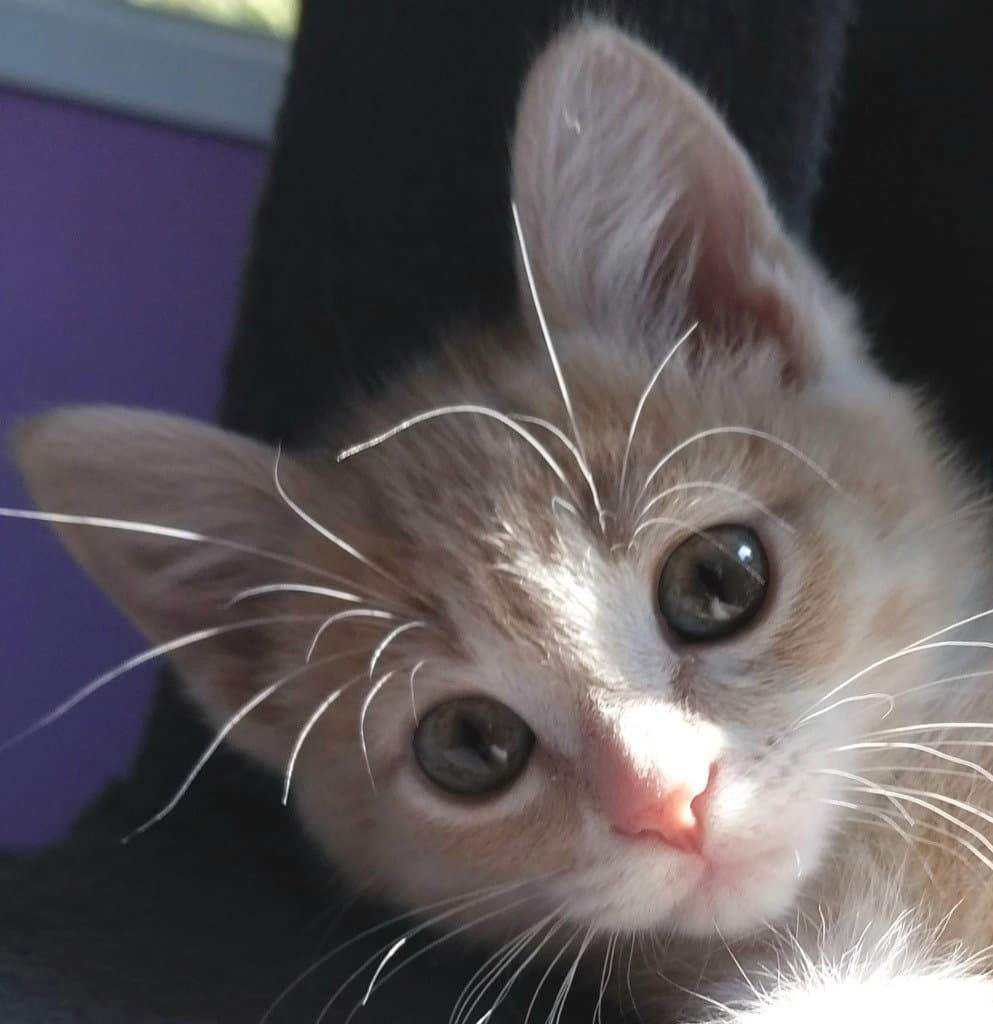 Apple Sauce  In Foster - Domestic Short Hair