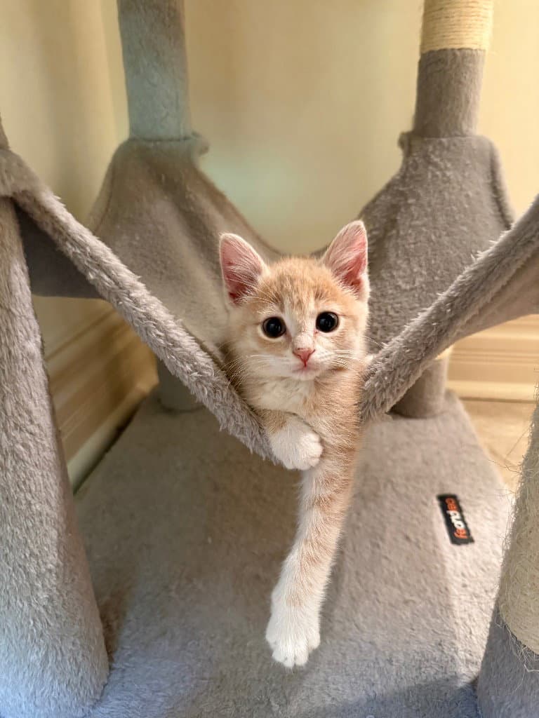 Apple Sauce  In Foster - Domestic Short Hair