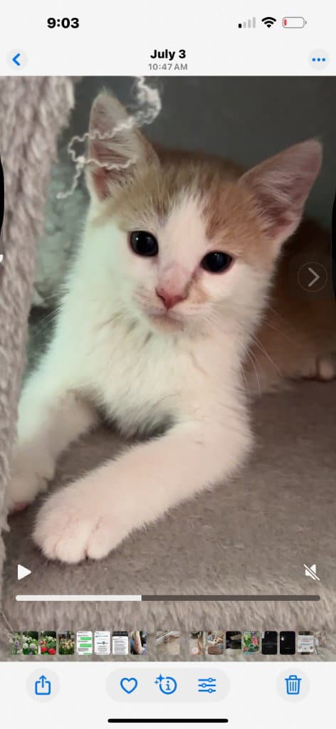 Potato Salad  In Foster - Domestic Short Hair