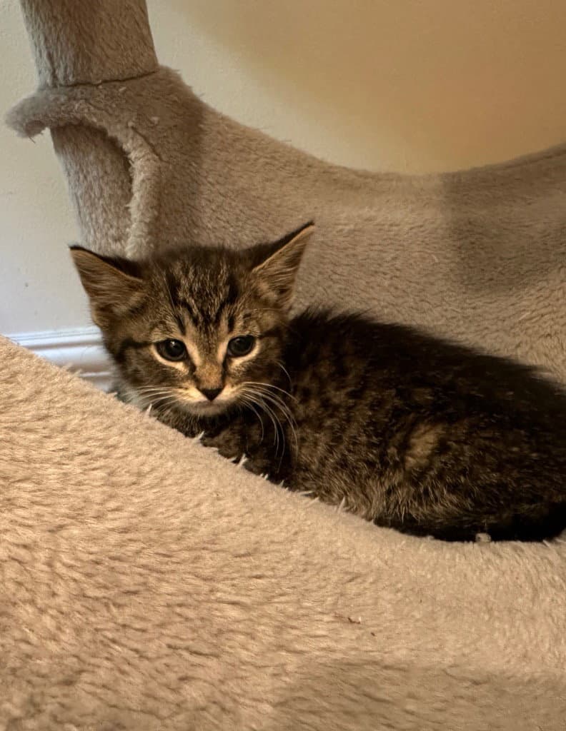 Baked Beans  In Foster - Domestic Short Hair