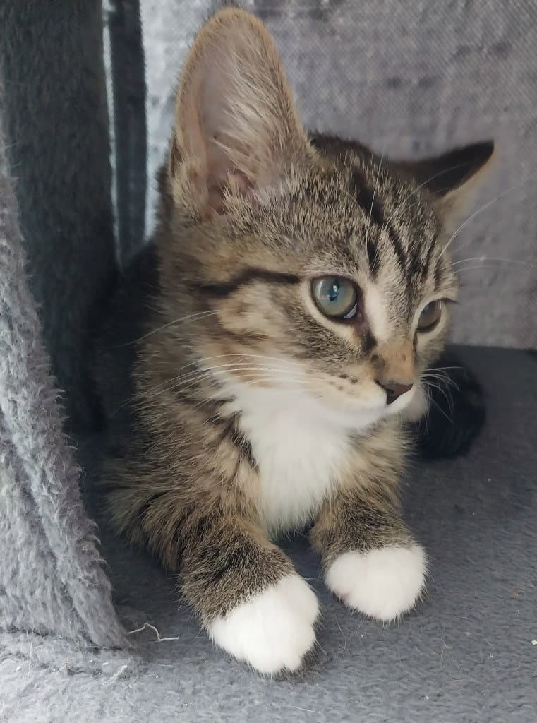 Baked Beans  In Foster - Domestic Short Hair